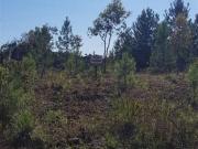 Terreno / Lote para Venda em Caxias do Sul/RS São Luiz
