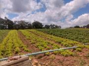 Terreno / Lote para Venda em Cotia/SP Cachoeira