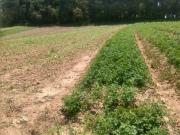 Terreno / Lote para Venda em Cotia/SP Centro Caucaia do Alto