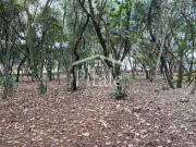 Terreno / Lote para Venda em Cotia/SP Vila de São Fernando