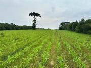 Terreno / Lote para Venda em Curitiba/PR Umbará