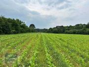 Terreno / Lote para Venda em Curitiba/PR Umbará