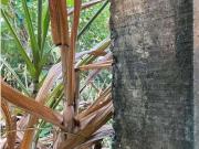 Terreno / Lote para Venda em Dias D'Ávila/BA Centro