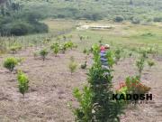 Terreno / Lote para Venda em Feira de Santana/BA Tomba
