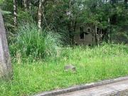 Terreno / Lote para Venda em Gramado/RS Vivendas do Arvoredo