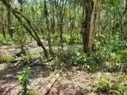 Terreno / Lote para Venda em Itanhaém/SP Gaivota Praia