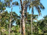 Terreno / Lote para Venda em Itanhaém/SP Balneário Gaivota