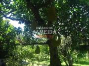 Terreno / Lote para Venda em Itanhaém/SP Gaivota Praia