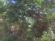 Terreno / Lote para Venda em Itanhaém/SP Jardim Suarão