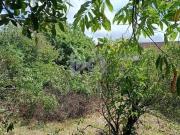 Terreno / Lote para Venda em Itanhaém/SP Jardim Umuarama