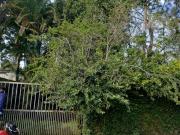 Terreno / Lote para Venda em Itanhaém/SP Parque Novaro