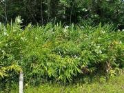 Terreno / Lote para Venda em Itanhaém/SP São Fernando