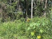 Terreno / Lote para Venda em Itapoá/SC Rosa dos Ventos