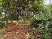 Terreno / Lote para Venda em Lagoa Santa/MG Jardim Ipê