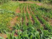 Terreno / Lote para Venda em Londrina/PR Guaravera