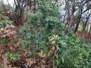 Terreno / Lote para Venda em Mairiporã/SP Jundiaizinho