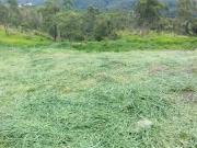 Terreno / Lote para Venda em Mairiporã/SP Mato Dentro