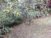 Terreno / Lote para Venda em Mairiporã/SP Parque Petrópolis