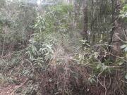 Terreno / Lote para Venda em Mairiporã/SP Sausalito