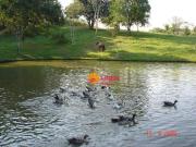 Terreno / Lote para Venda em Maricá/RJ Caxito