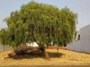Terreno / Lote para Venda em Maringá/PR Jardim Oriental...