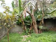Terreno / Lote para Venda em Mauá/SP Vila Noêmia