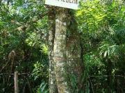 Terreno / Lote para Venda em Mongaguá/SP Centro