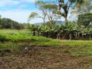 Terreno / Lote para Venda em Morretes/PR Rio Sagrado