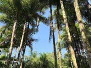 Terreno / Lote para Venda em Morretes/PR Sambaqui