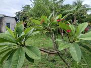 Terreno / Lote para Venda em Nova Iguaçu/RJ Campo Alegre