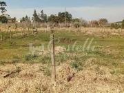 Terreno / Lote para Venda em Ponta Grossa/PR Estrela