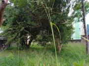 Terreno / Lote para Venda em Porto Alegre/RS Tristeza