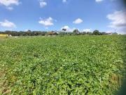 Terreno / Lote para Venda em Pouso Alegre/MG Cruz Alta