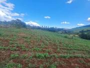 Terreno / Lote para Venda em Pouso Alegre/MG Jardim...