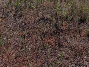 Terreno / Lote para Venda em Pouso Alegre/MG Residencial...