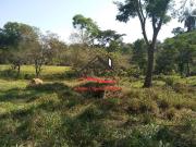 Terreno / Lote para Venda em Ribeirão das Neves/MG...