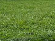 Terreno / Lote para Venda em Ribeirão Preto/SP Jardim Canadá