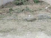 Terreno / Lote para Venda em Rio de Janeiro/RJ Campo Grande