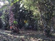 Terreno / Lote para Venda em São Bernardo do Campo/SP...