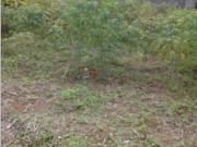 Terreno / Lote para Venda em São José dos Campos/SP...