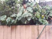 Terreno / Lote para Venda em São Paulo/SP Santa...