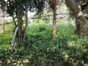 Terreno / Lote para Venda em São Paulo/SP Tremembé