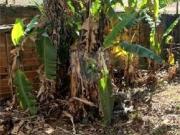 Terreno / Lote para Venda em São Paulo/SP Tucuruvi