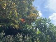 Terreno / Lote para Venda em São Paulo/SP Vila Formosa