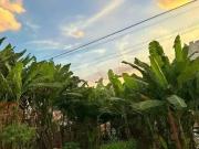 Terreno / Lote para Venda em São Paulo/SP Vila Mangalot