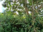 Terreno / Lote para Venda em São Roque/SP Jardim Mosteiro