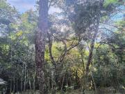 Terreno / Lote para Venda em São Sebastião/SP Cigarras