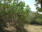 Terreno / Lote para Venda em Santana de Parnaíba/SP...