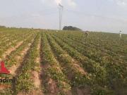 Terreno / Lote para Venda em Sumaré/SP Chácara Cruzeiro...