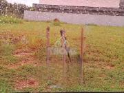 Terreno / Lote para Venda em Taubaté/SP Jardim Santa Tereza